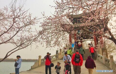 цветение сакуры в пекине